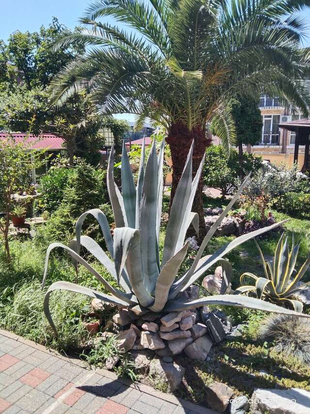 Гостиница Ключевой 9 Адлер-79